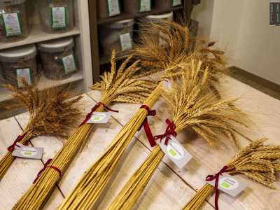 Si tratta di sei grani teneri (maiorca rossa, maiorca, germanella, gentil rosso, carosella e bianchetta)... 